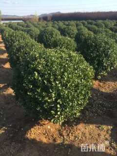 冠幅200厘米卫矛球