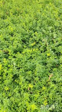 高度80厘米云南黄馨