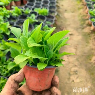 高度22厘米毛地黄