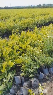 高度45厘米金森女贞