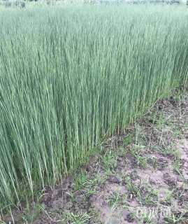 高度50厘米香蒲