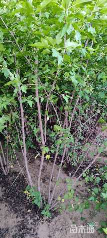 高度1.5厘米丛生茶条槭