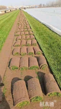 草块状四季青草坪