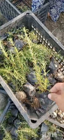 高度20厘米迷迭香