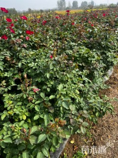 高度50厘米月季