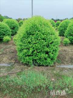 冠幅120厘米金冠女贞球