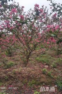 高度250厘米丛生紫薇