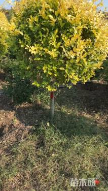 冠幅150厘米金叶榆球