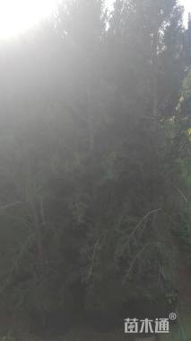 高度200厘米塔柏