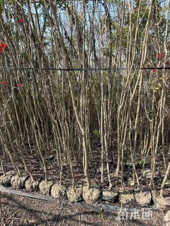 高度250厘米天鹅绒紫薇