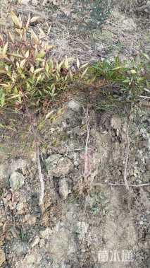 高度40厘米南天竹