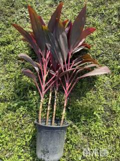 高度50厘米红叶朱蕉