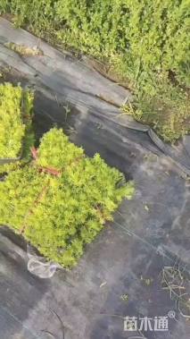 高度8厘米金叶佛甲草