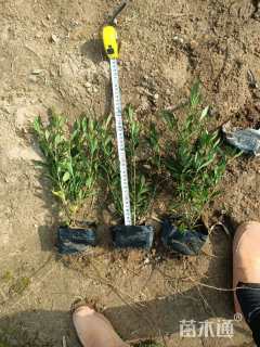 高度20厘米小叶栀子