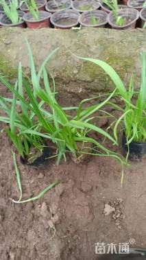 高度15厘米蛇鞭菊