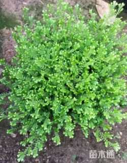 高度5厘米翠云草