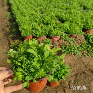 高度15厘米冰岛虞美人