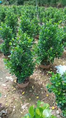 高度80厘米火山榕