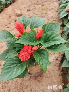 高度20厘米一串红