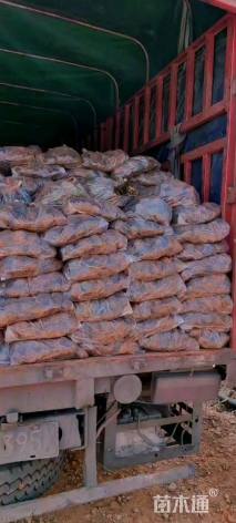 高度50厘米新西兰亚麻