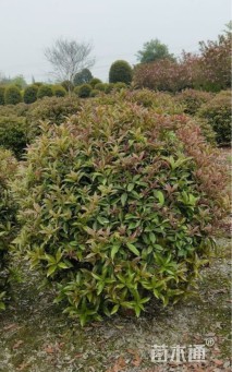 冠幅100厘米桂花球