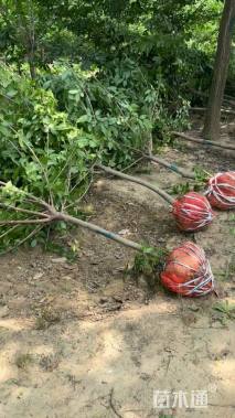 高度280厘米蜡梅