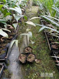 裸干高5厘米假槟榔