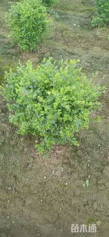 高度60厘米水腊