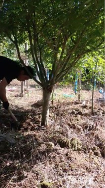 12公分日本红枫