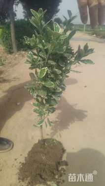 高度42厘米金边黄杨