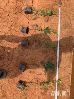 高度20厘米茶梅