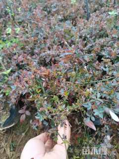 高度25厘米丰花月季