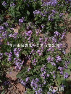 高度15厘米二月兰