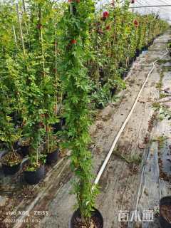 高度120厘米蔷薇