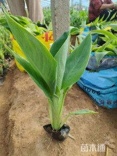 高度30厘米水生美人蕉