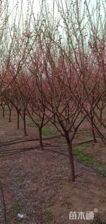 高度50厘米丛生蜡梅