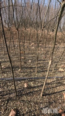 高度250厘米国槐小苗