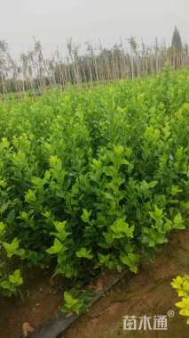 高度70厘米卫矛