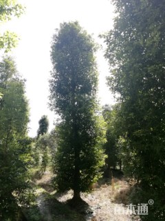 18公分金丝楠木