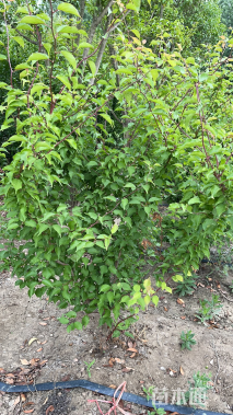 高度200厘米龙游梅