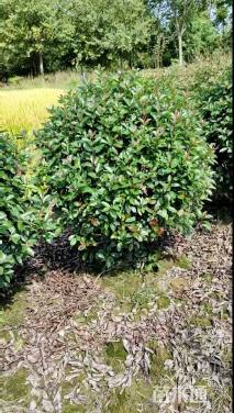 冠幅100厘米红叶石楠球