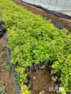 高度25厘米天目琼花