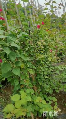 高度350厘米三角梅