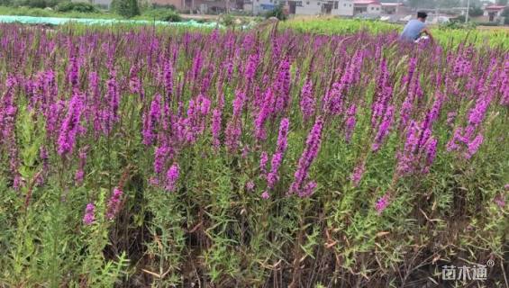 高度30厘米千屈菜