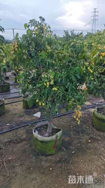 高度150厘米黄皮