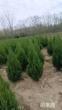 高度350厘米塔柏