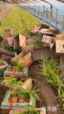 高度40厘米金线菖蒲