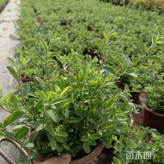 高度28厘米蓝星花