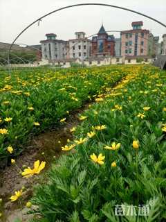 高度30厘米黄金菊