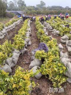 高度50厘米蜀桧